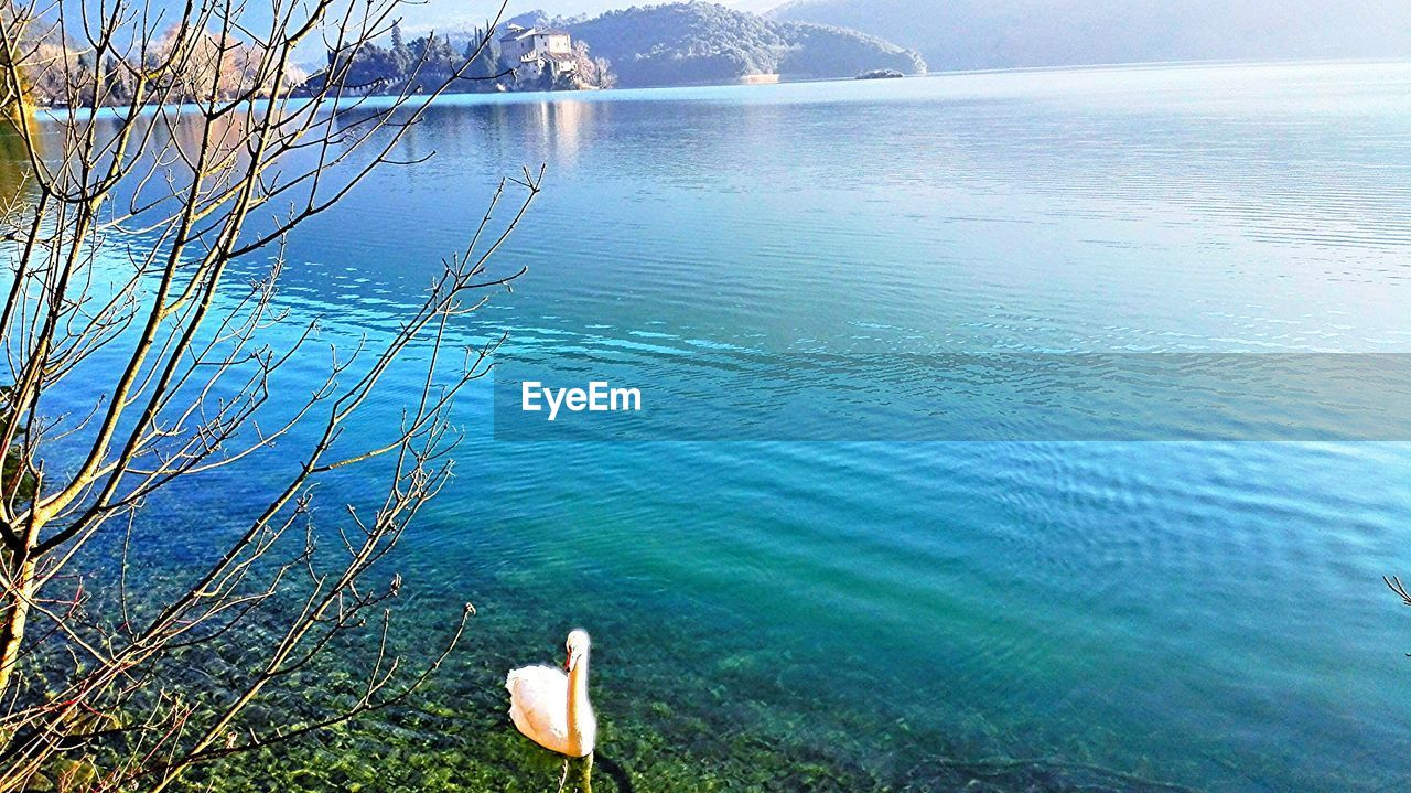 SWAN AND SEA AGAINST SKY