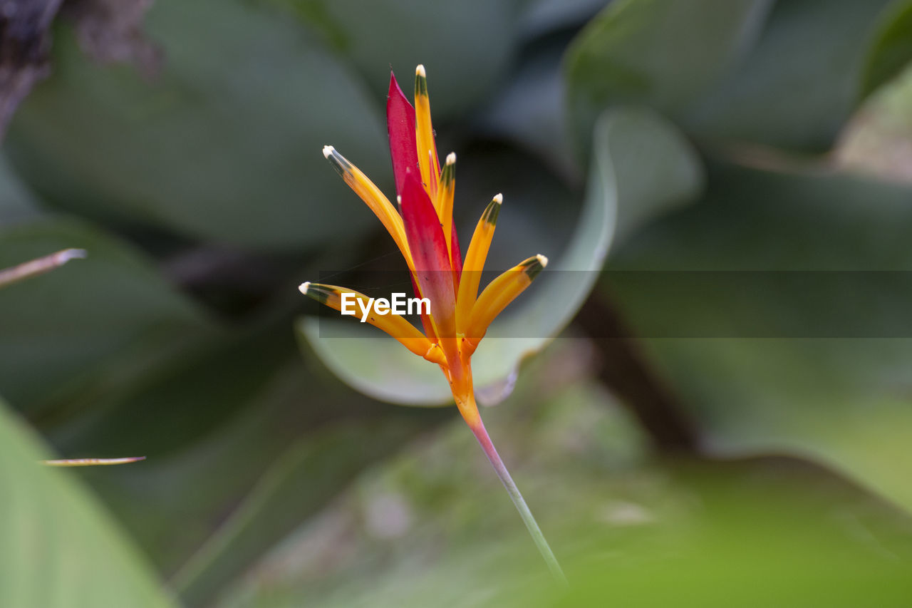 CLOSE-UP OF FLOWERING PLANT