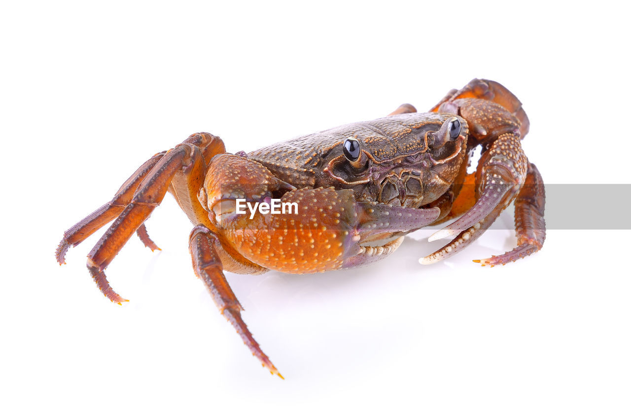 HIGH ANGLE VIEW OF CRAB