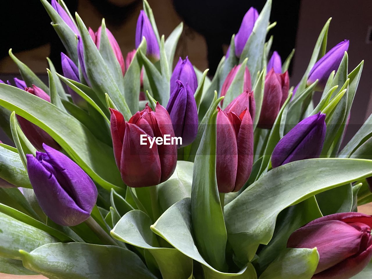 Close-up of purple tulips