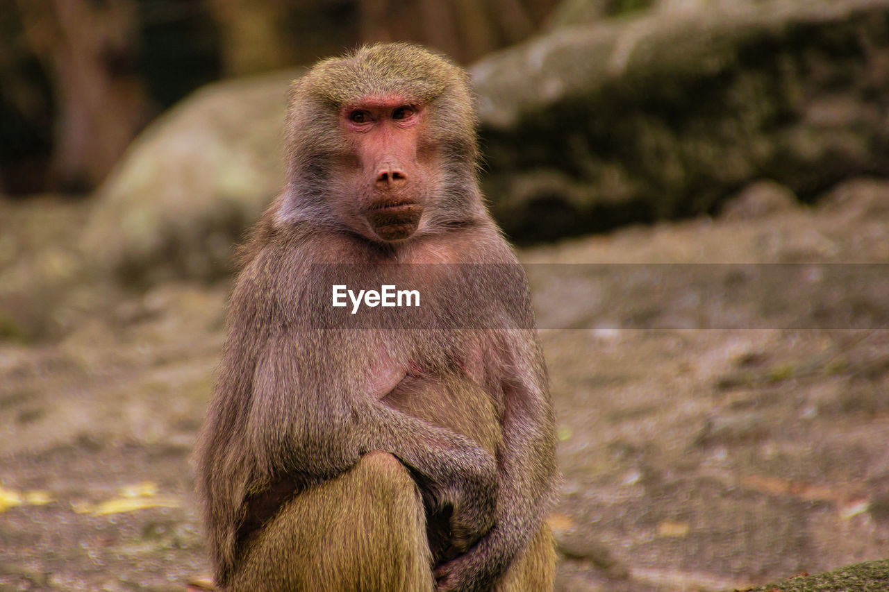 Female baboon in the munich zoo