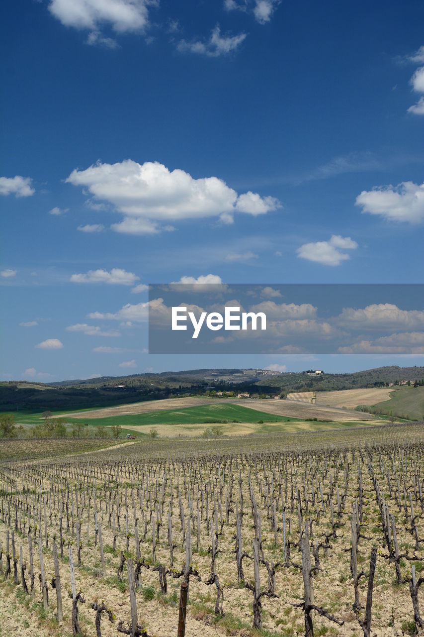 Vineyards in tuscany countryside. near monteriggioni. toscana. italy