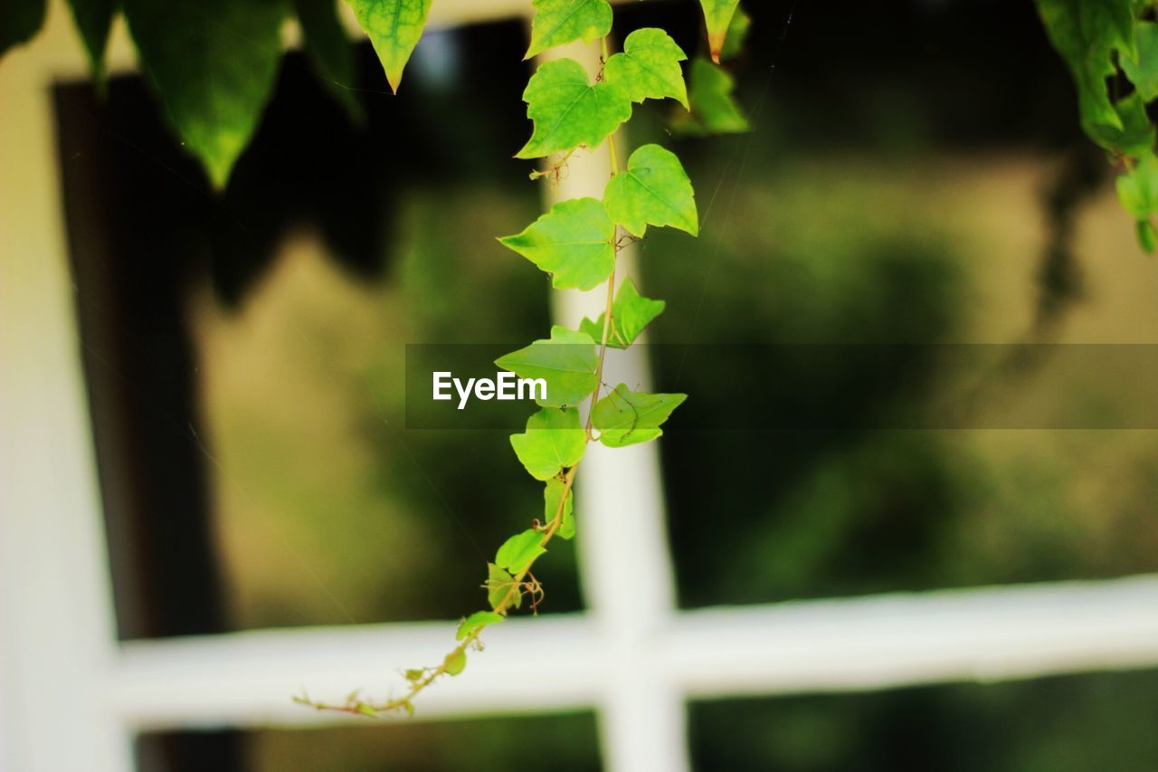 CLOSE-UP OF FRESH PLANT