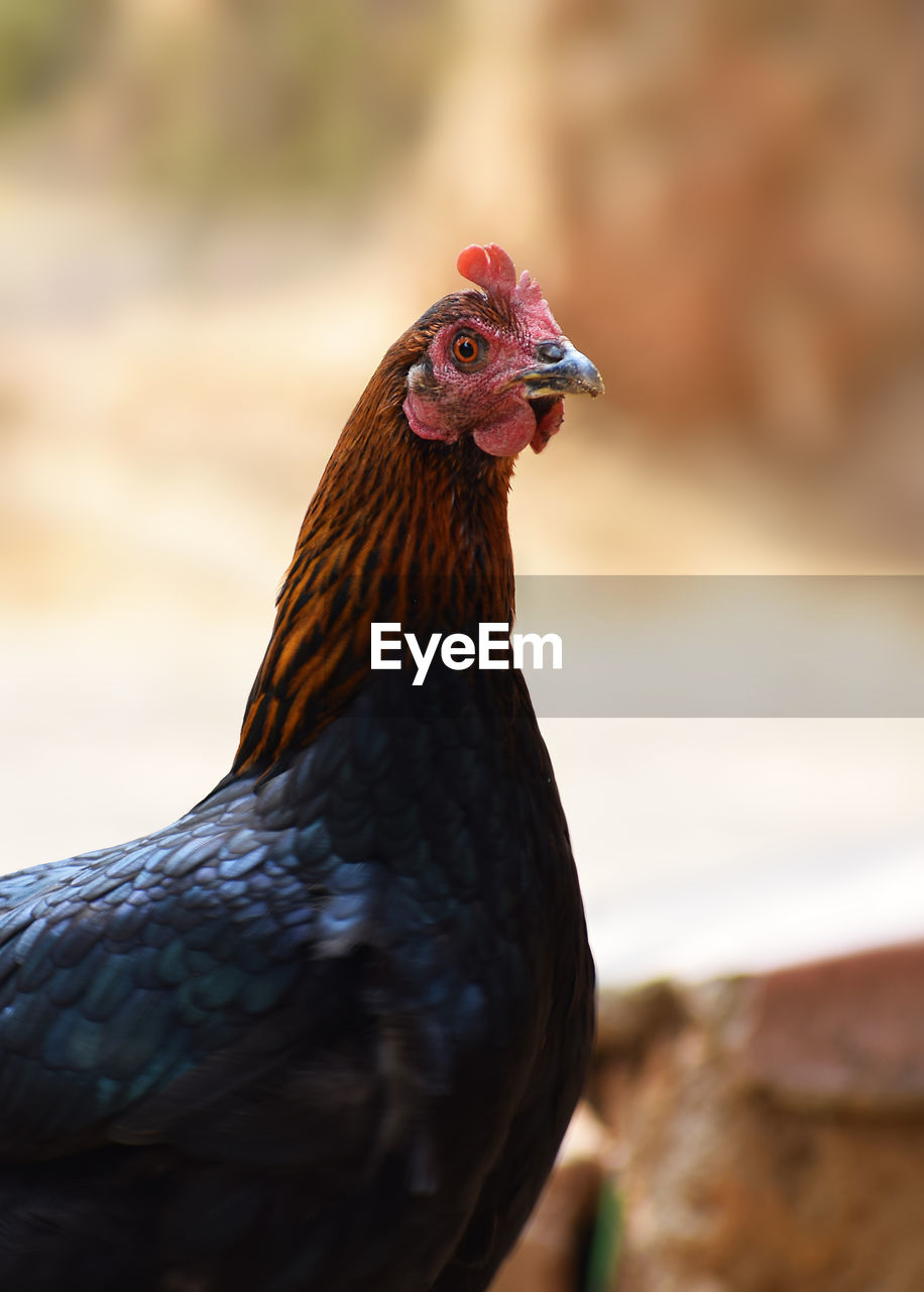 CLOSE-UP OF A BIRD