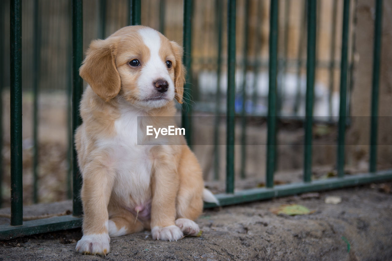 Close-up of puppy sitting outdoors