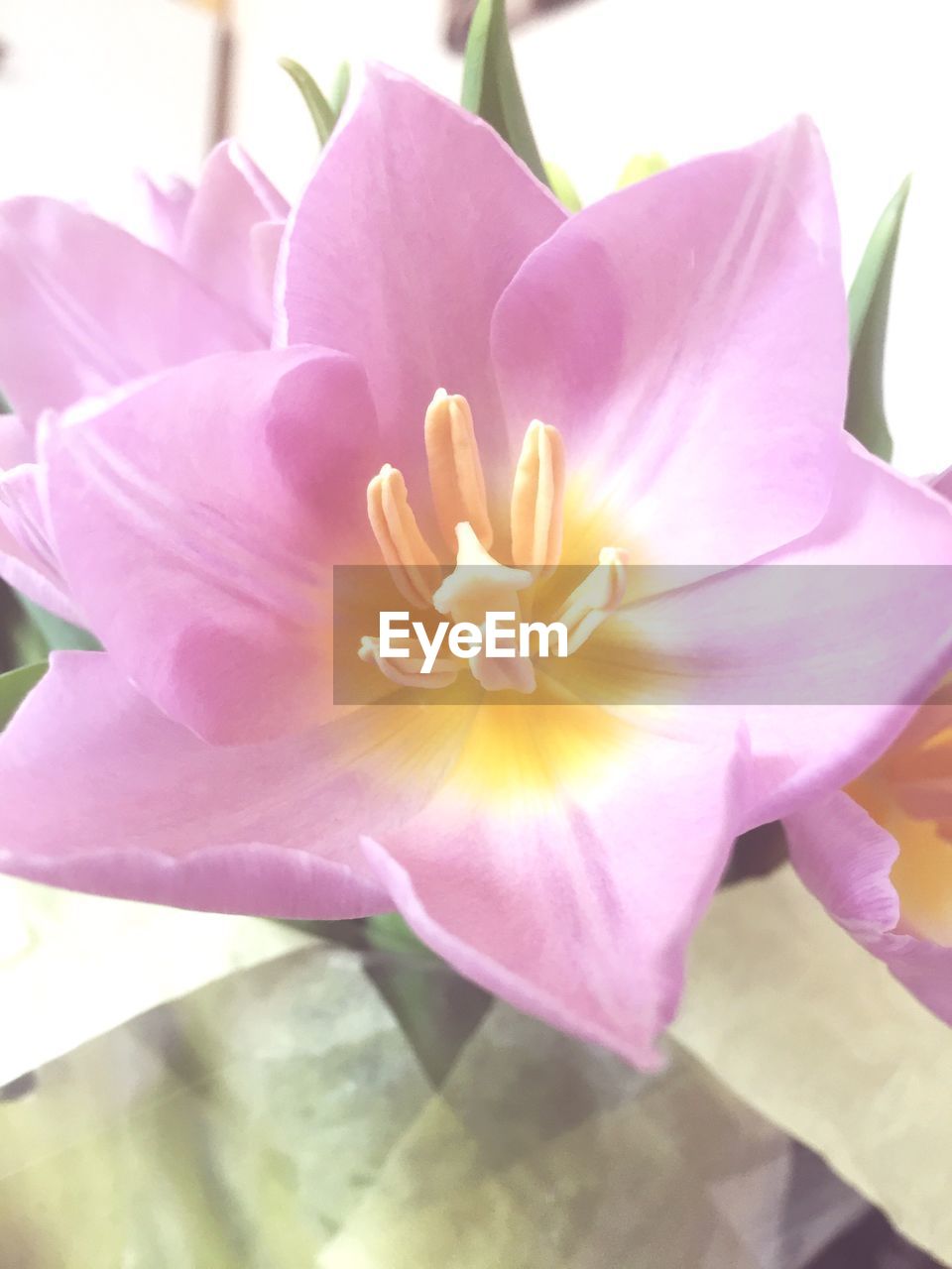 CLOSE-UP OF PINK FLOWERS BLOOMING