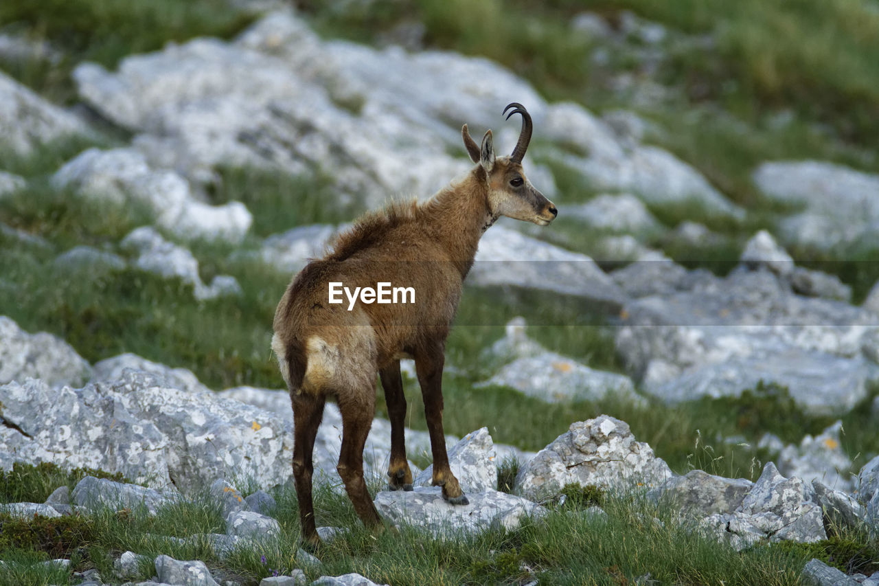 Chamois in biokovo nature park, croatia