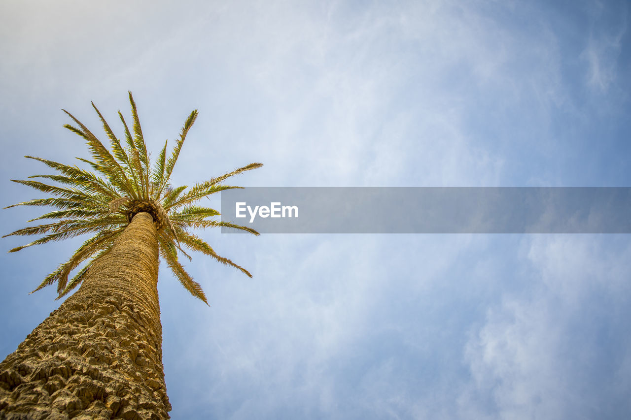 Low angle view on tropical palm tree with copy space