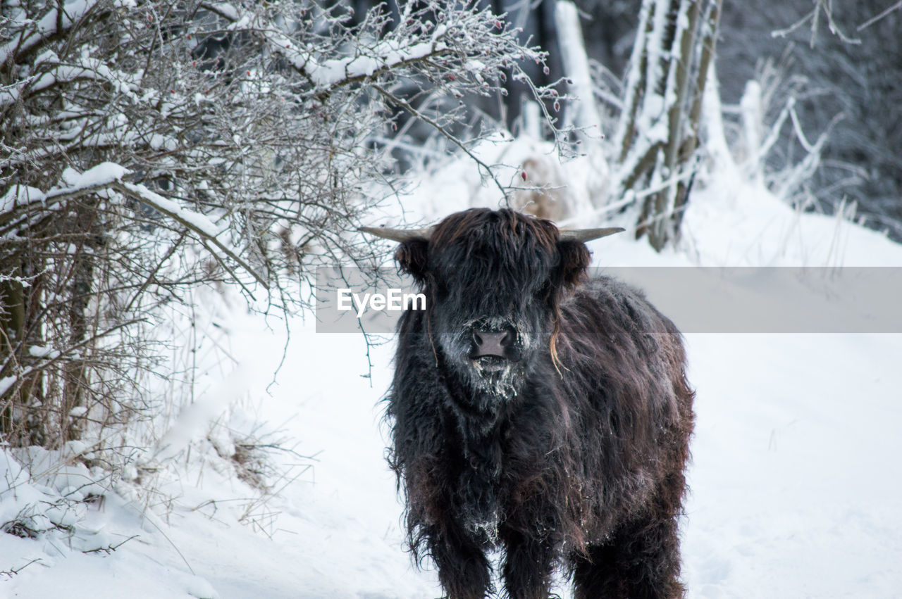 Highland cattle standing on snow field during winter