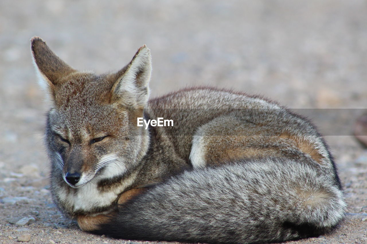 Close-up of a fox resting on field