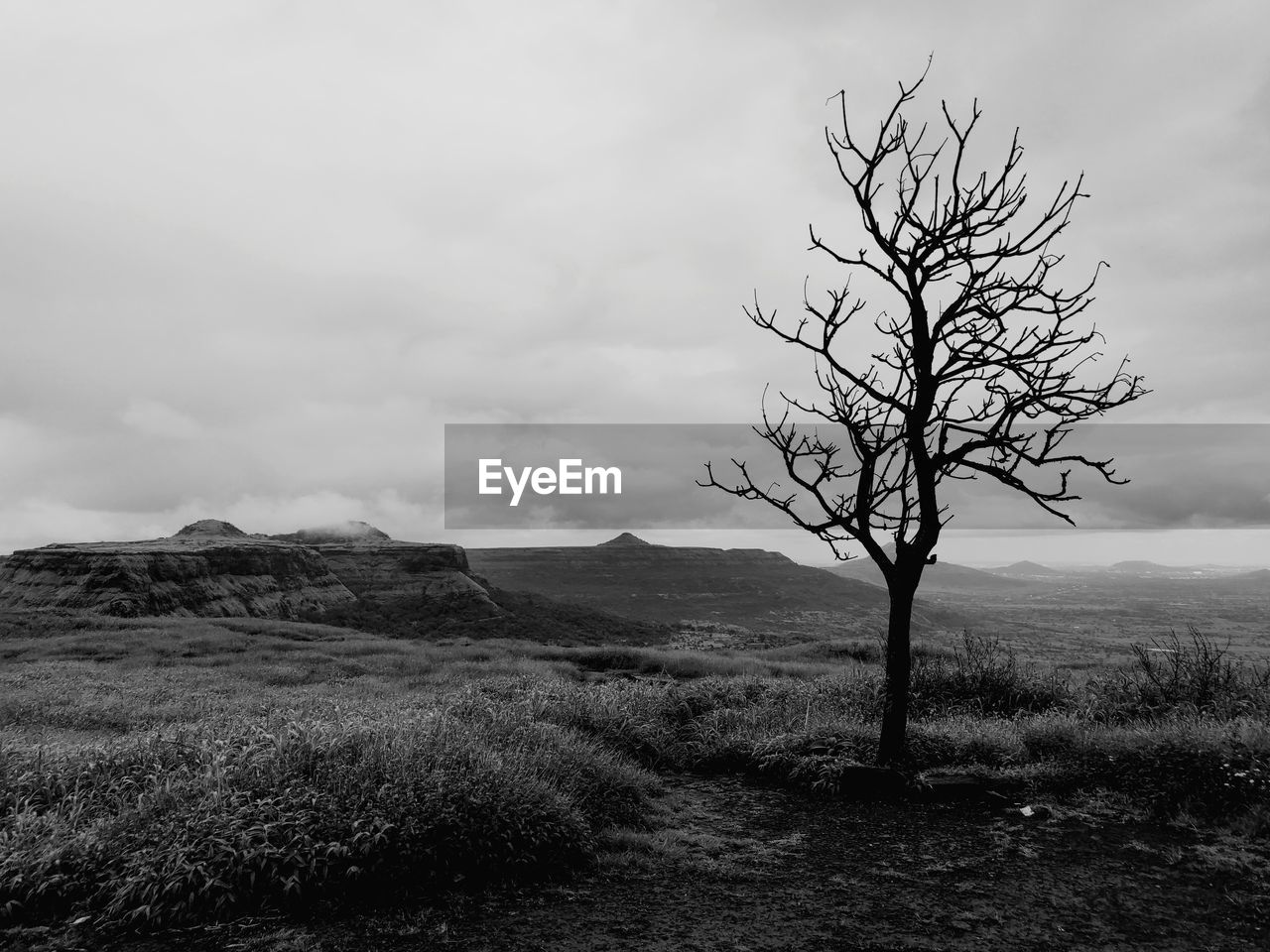 Bare tree on field against sky