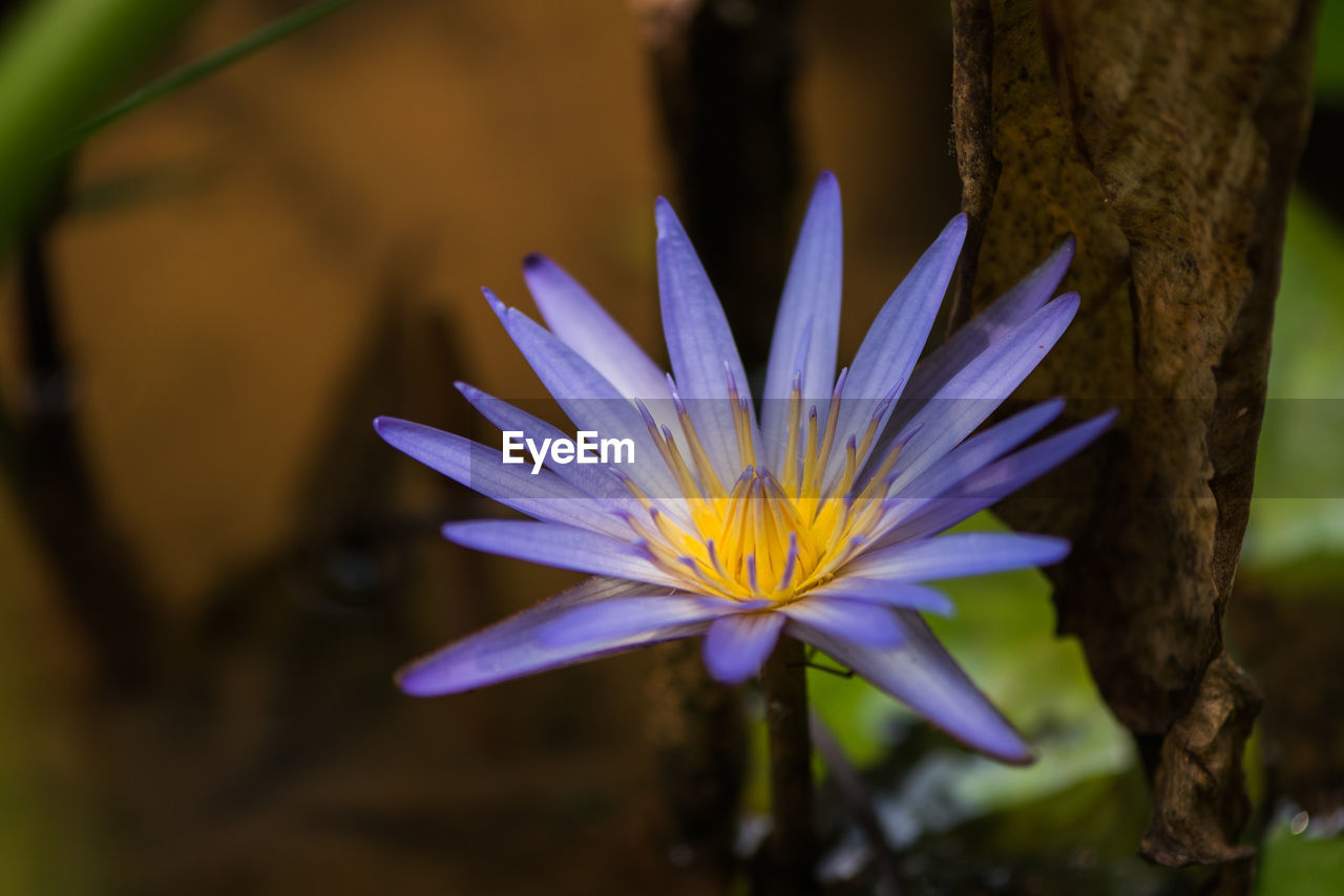 CLOSE-UP OF PURPLE FLOWER