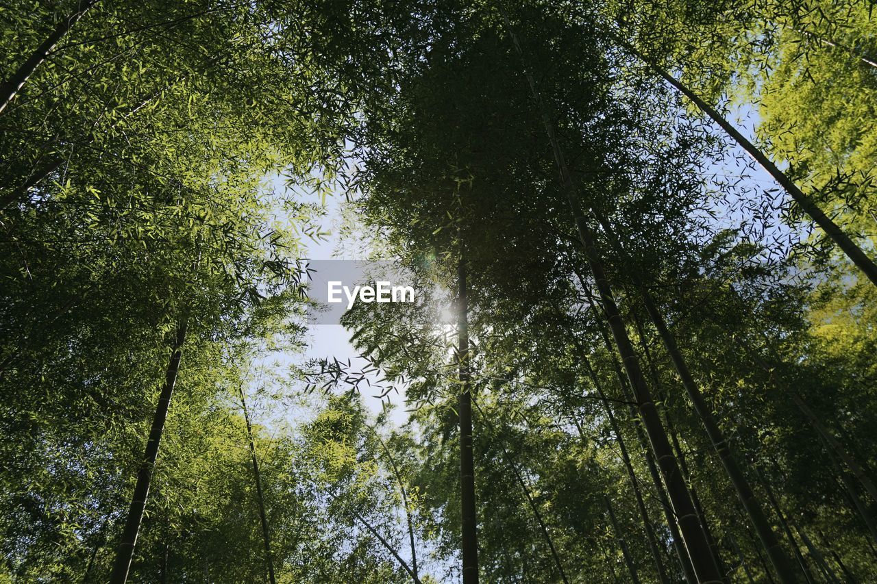 LOW ANGLE VIEW OF BAMBOO TREES IN FOREST