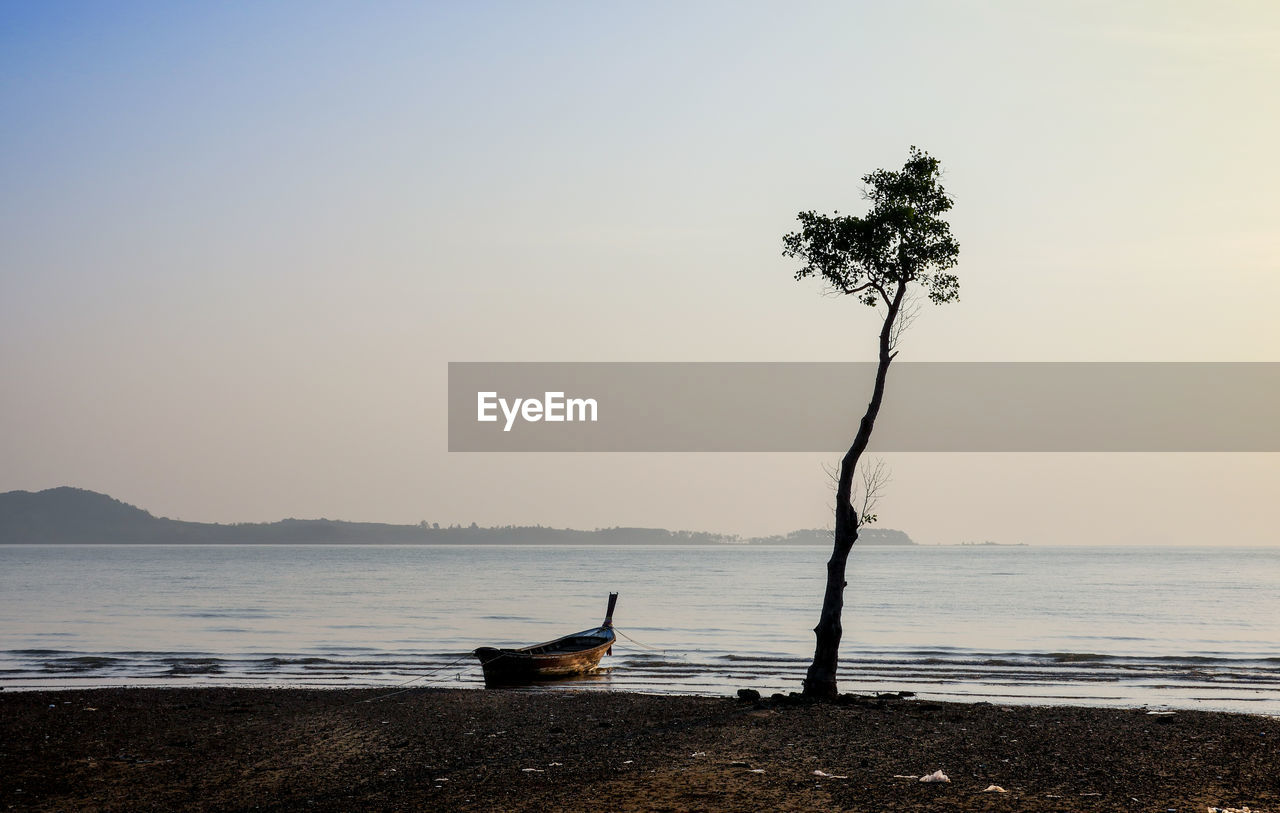 Silhouette tree on beach against clear sky