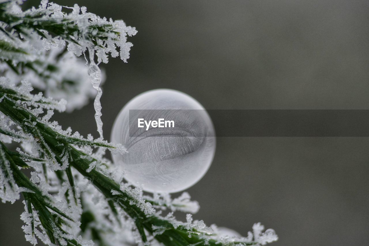 Close-up of frozen plants with bubble