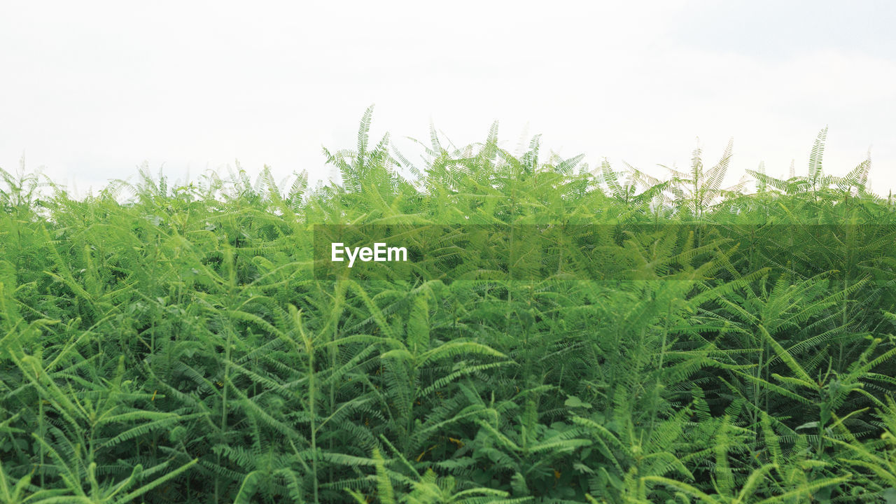 CLOSE-UP OF FRESH GREEN PLANTS ON LAND