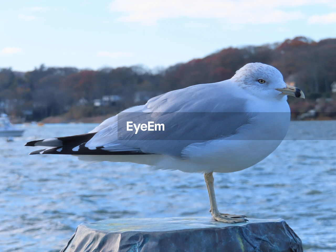 SEAGULL PERCHING ON A SEA