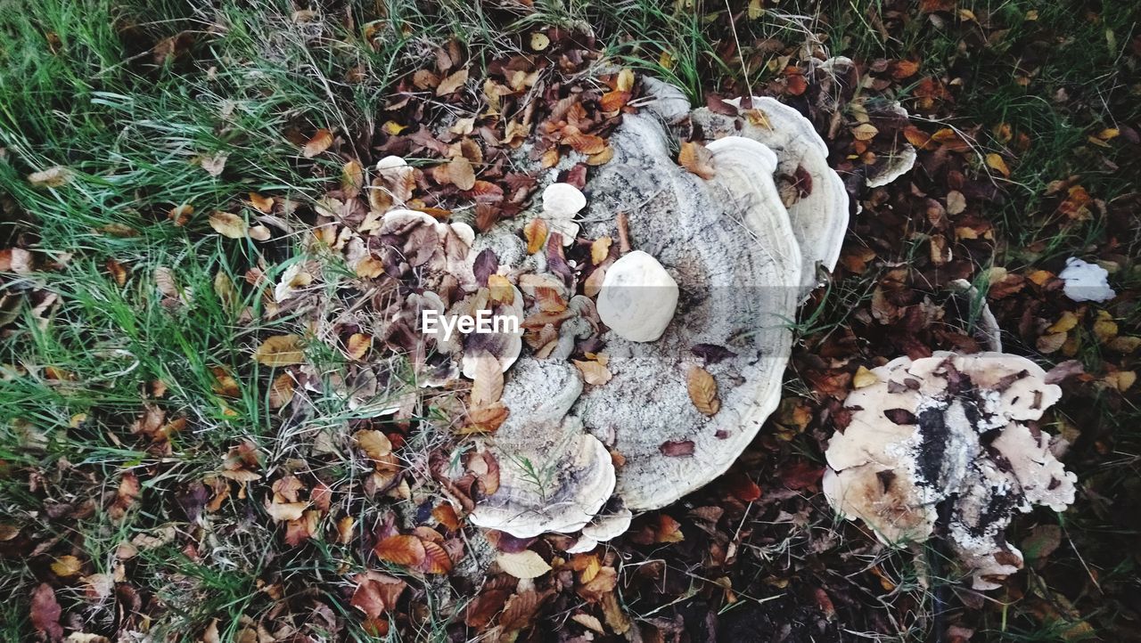 HIGH ANGLE VIEW OF MUSHROOMS ON FIELD