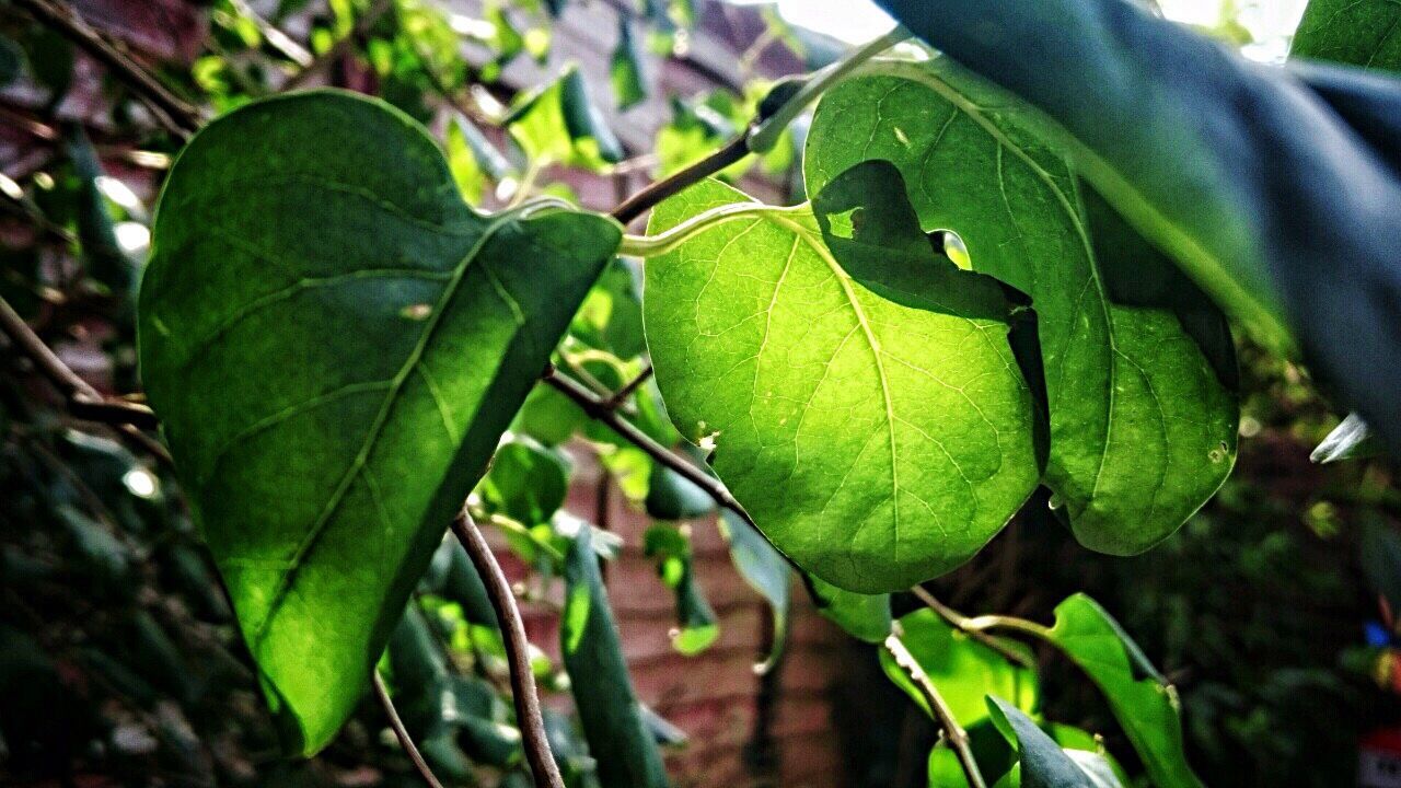 CLOSE-UP OF PLANT