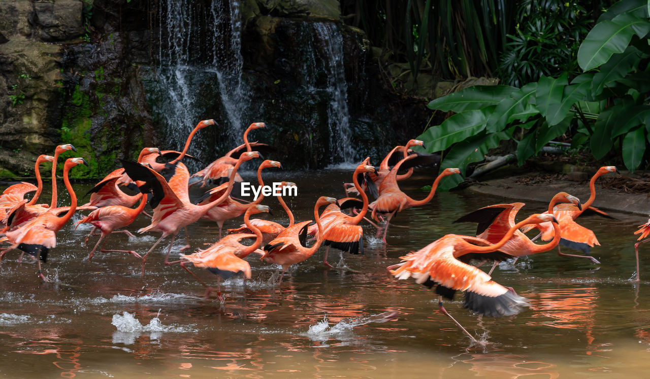 BIRDS IN LAKE