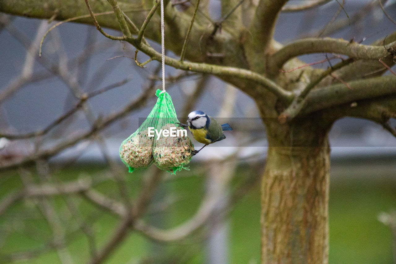 Close-up of bird perching on feeder hanging on tree