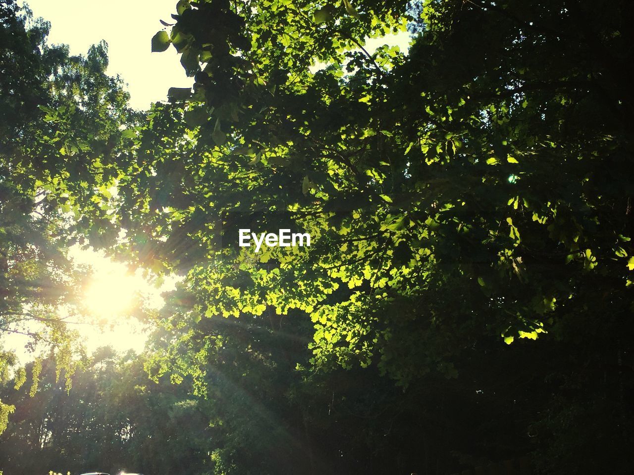 Trees in forest