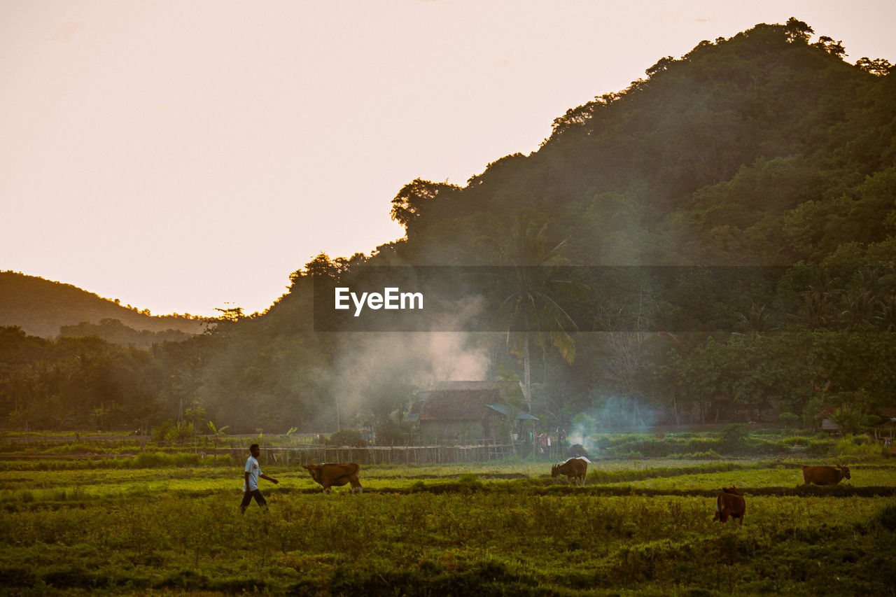 Scenic view of agricultural field against sky during sunset