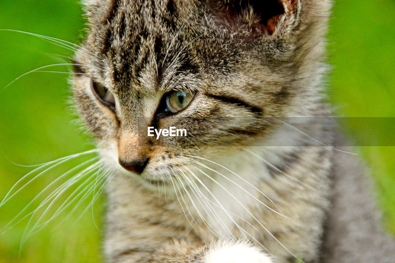 Close-up of cat looking away