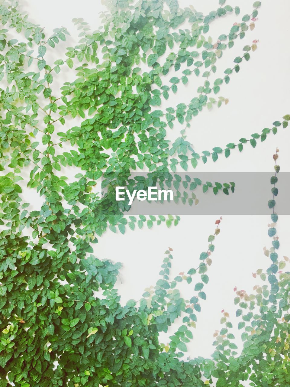 LOW ANGLE VIEW OF IVY GROWING ON TREE AGAINST SKY