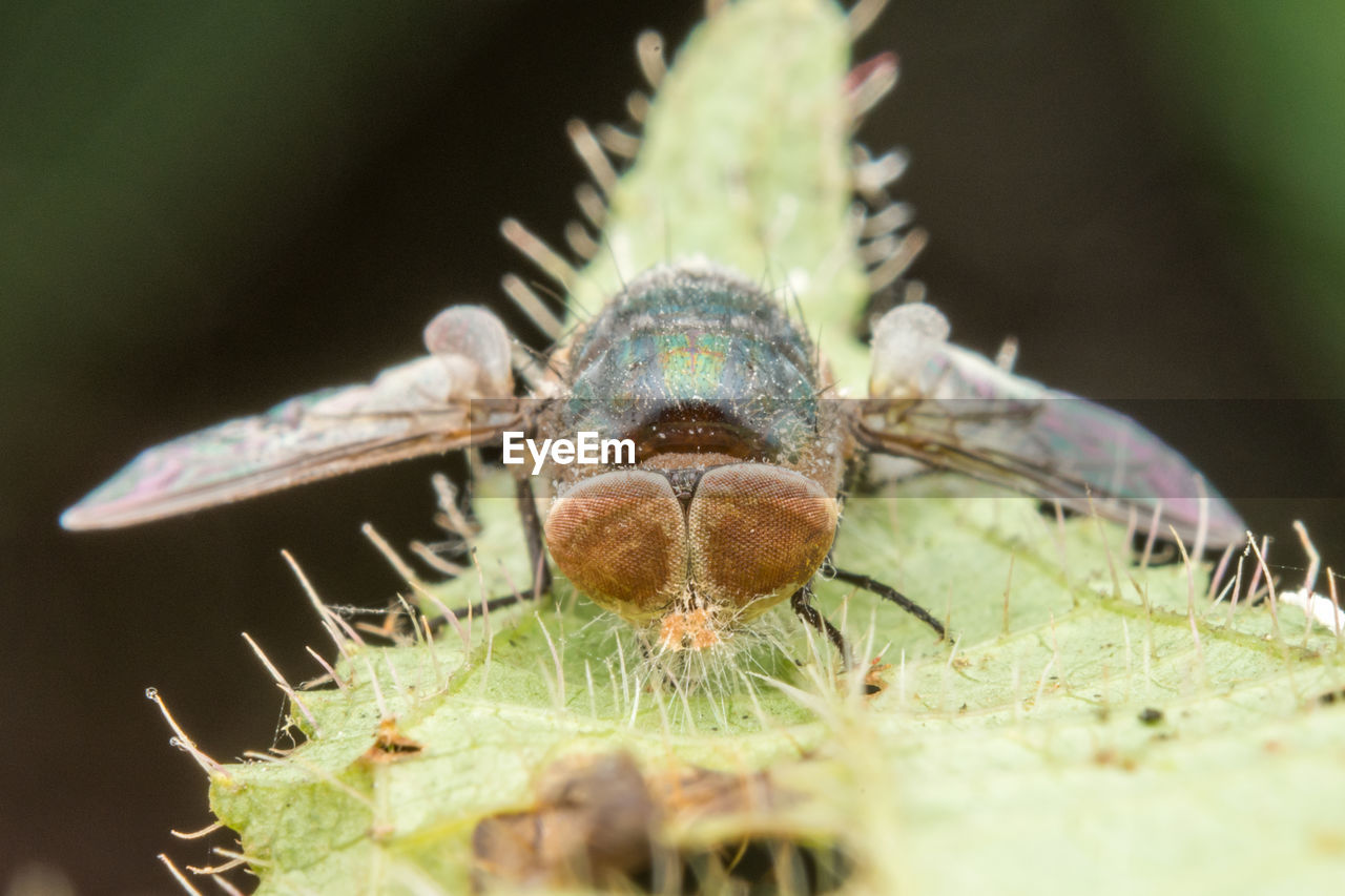 CLOSE-UP OF HOUSEFLY