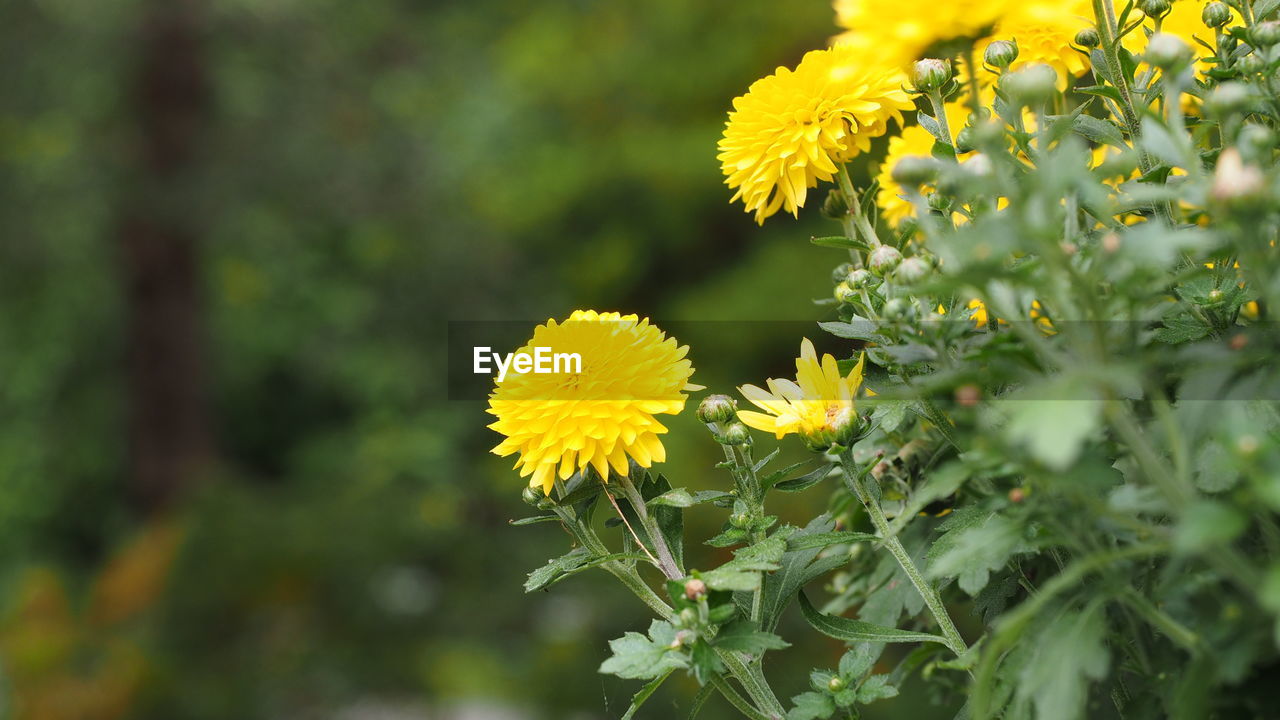 flower, flowering plant, plant, yellow, freshness, beauty in nature, nature, growth, flower head, close-up, fragility, inflorescence, meadow, green, summer, petal, no people, plant part, outdoors, springtime, wildflower, flatweed, selective focus, botany, leaf, blossom, day, multi colored, medicine, landscape, focus on foreground, environment, land, prairie, field, animal wildlife, herbal medicine, rural scene