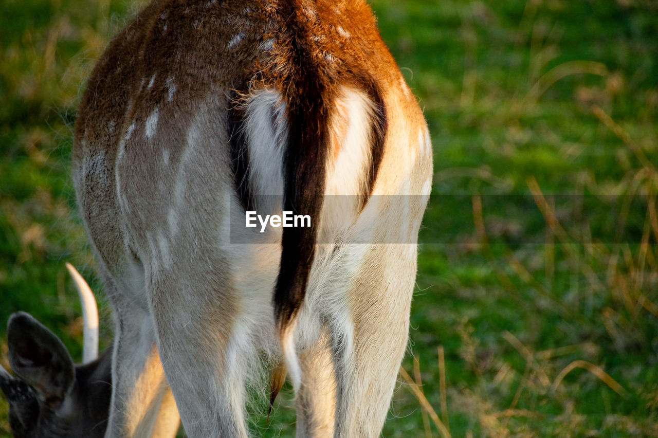 Close-up of deer standing on field