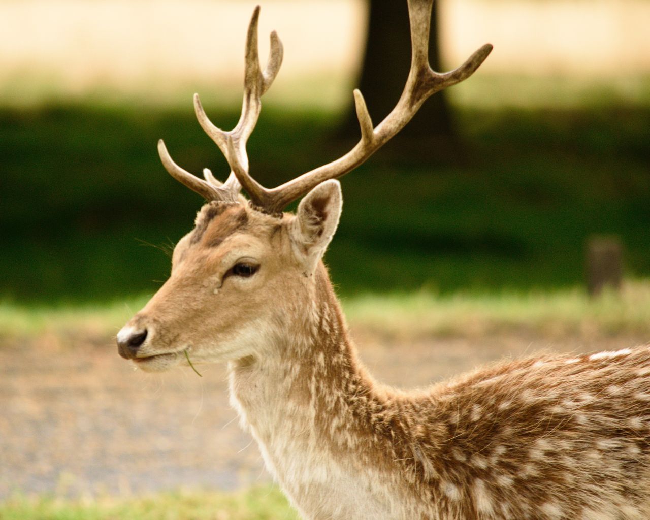 DEER ON FIELD