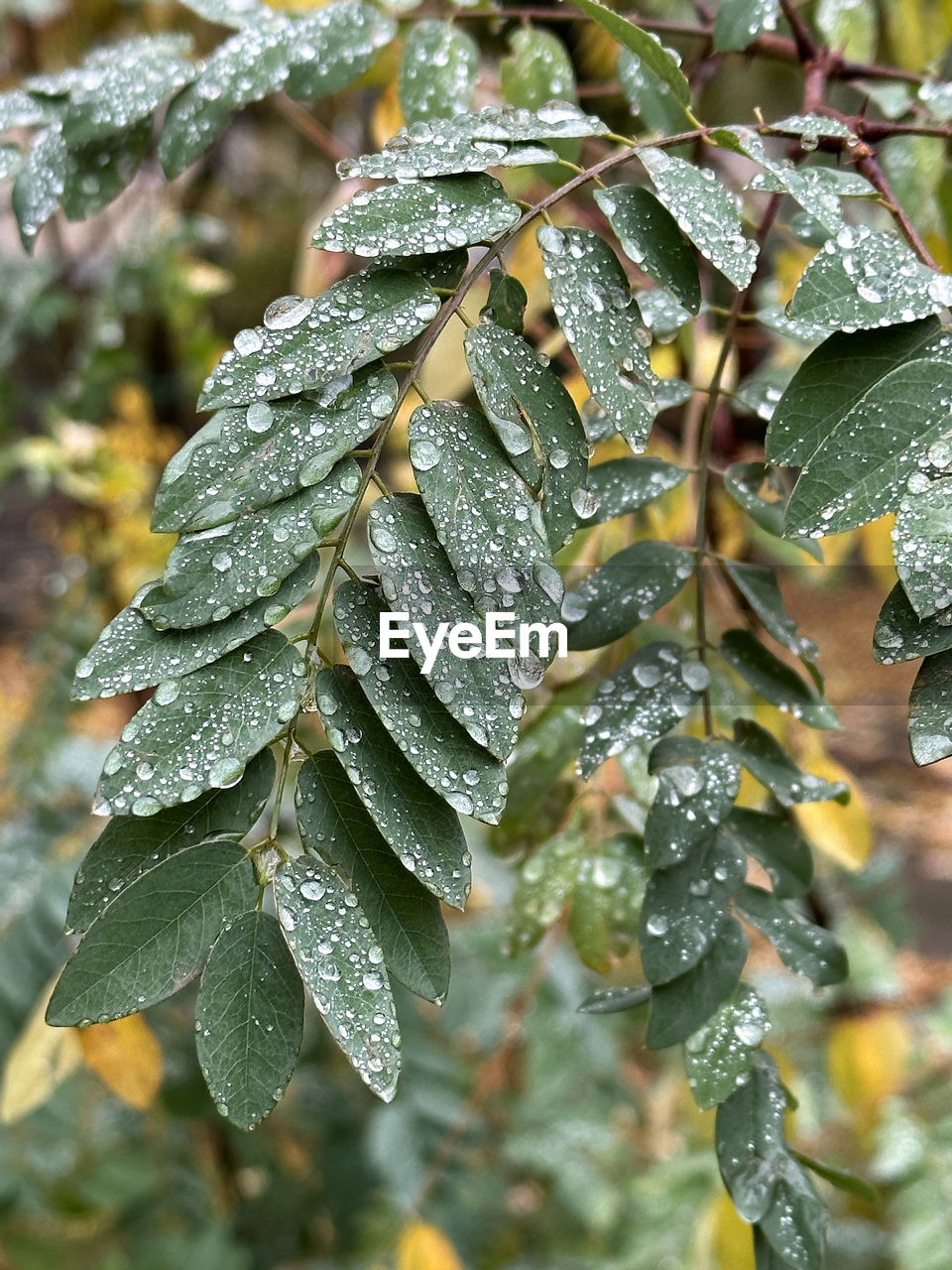 tree, frost, plant, nature, drop, leaf, plant part, wet, winter, close-up, growth, beauty in nature, cold temperature, water, branch, green, no people, frozen, focus on foreground, day, snow, ice, outdoors, rain, autumn, shrub, tranquility, freshness, food and drink, flower, dew, selective focus, produce, environment