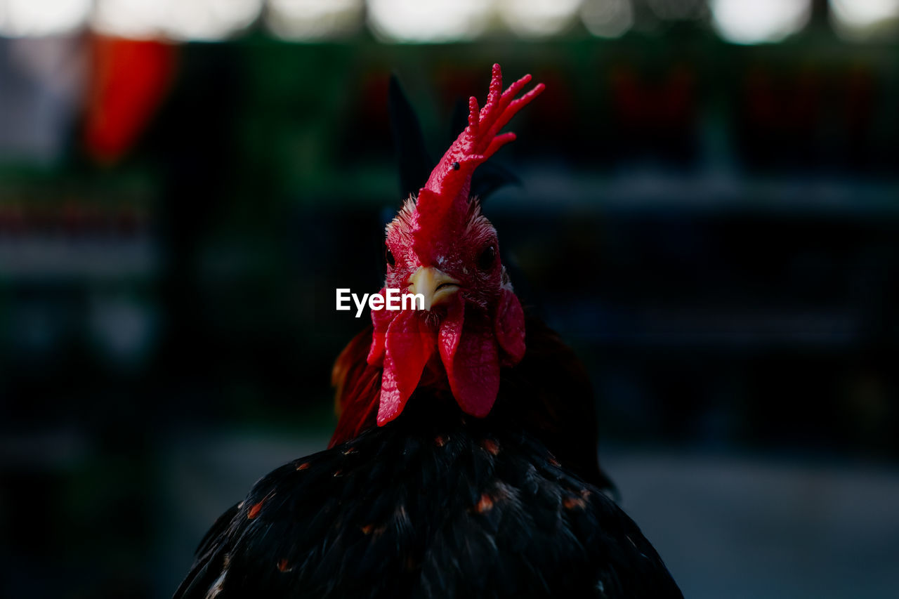 Close-up of rooster