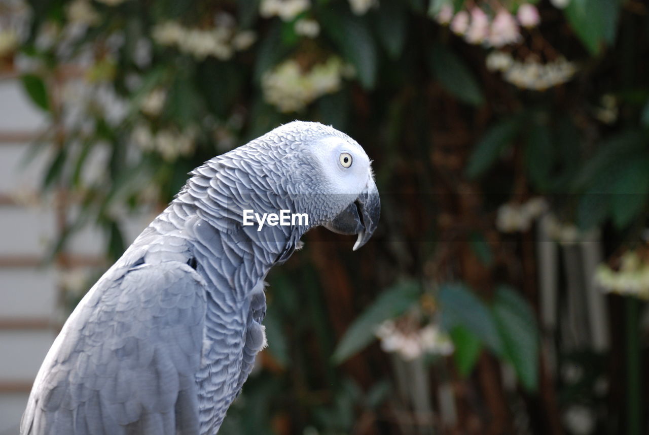 Close-up of african grey parrot perching outdoors