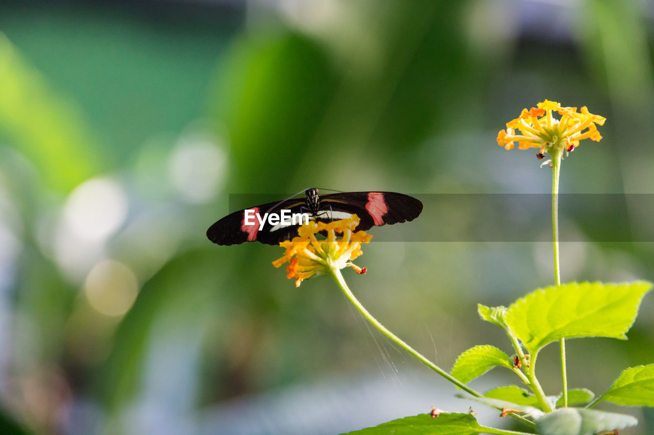 Close-up of butterfly pollenating flower