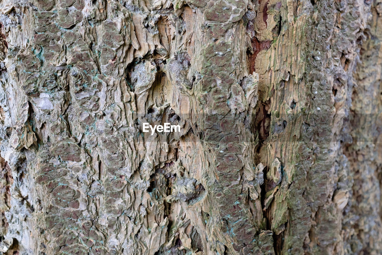 DETAIL SHOT OF TREE TRUNK