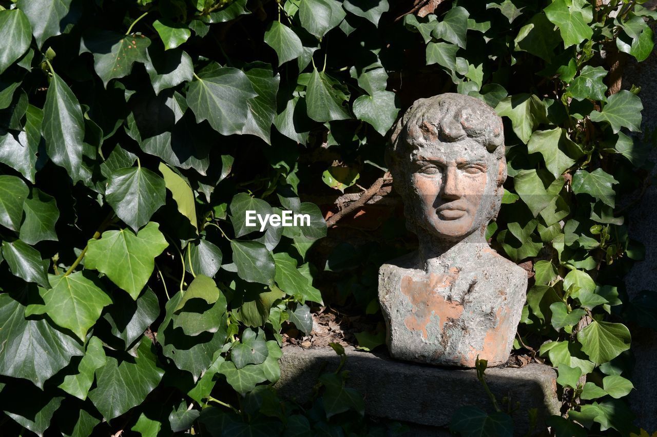 Stone buste among the ivy of an ancient garden, piedmont, italy