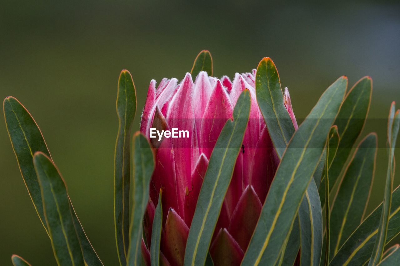 Close-up of pink flowering plant