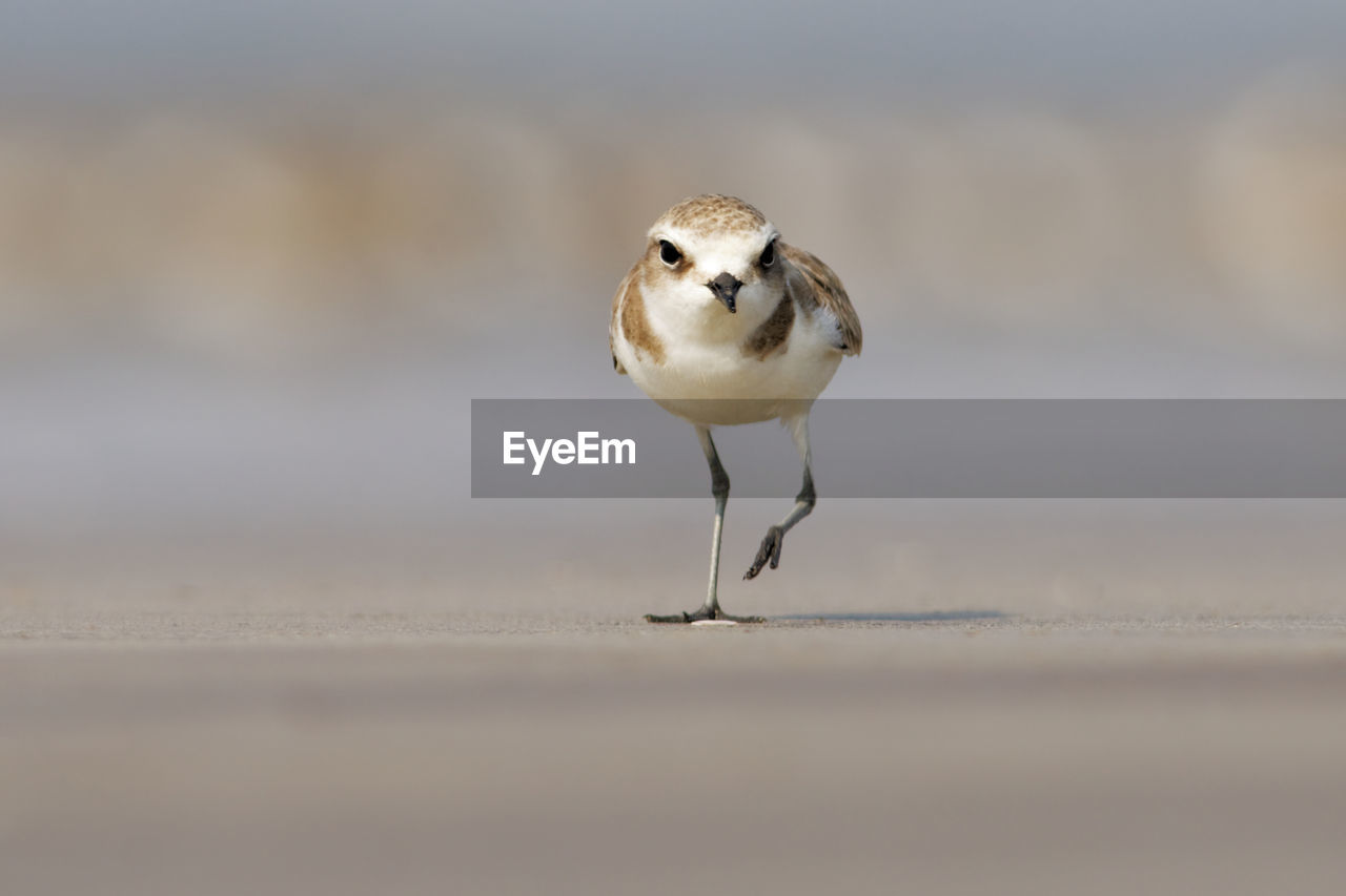 Close-up of bird perching outdoors