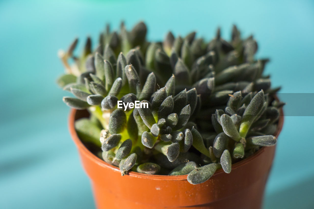 Crassula ovata, money tree succulent on the window