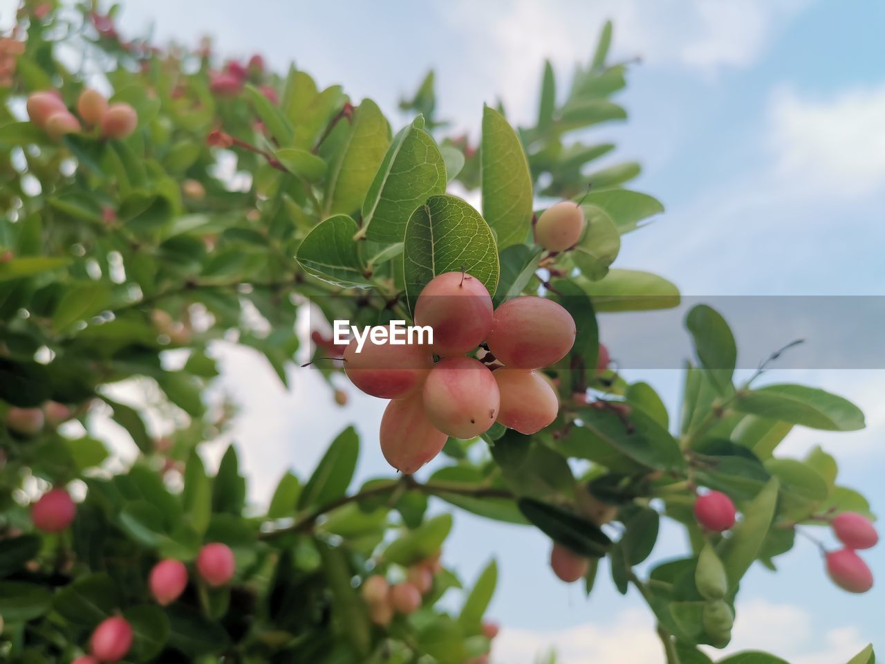 LOW ANGLE VIEW OF CHERRIES GROWING ON TREE AGAINST SKY