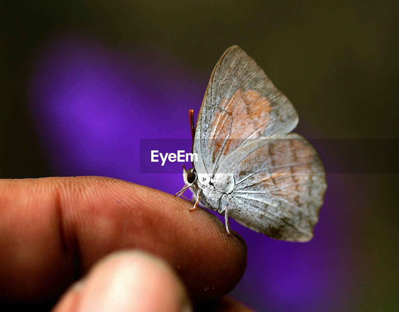 CLOSE-UP OF BUTTERFLY ON PERSON HAND