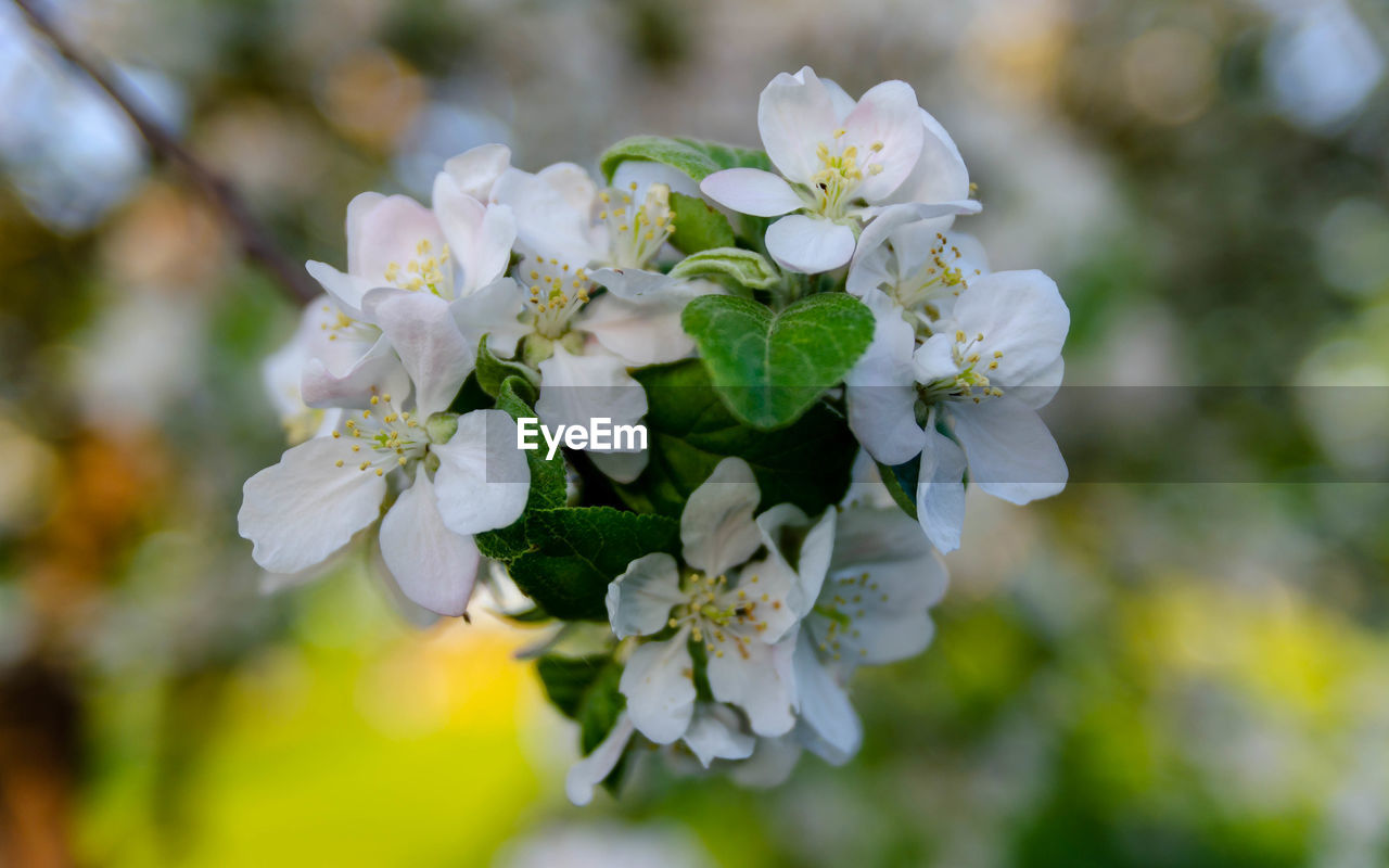 CLOSE-UP OF WHITE CHERRY BLOSSOM