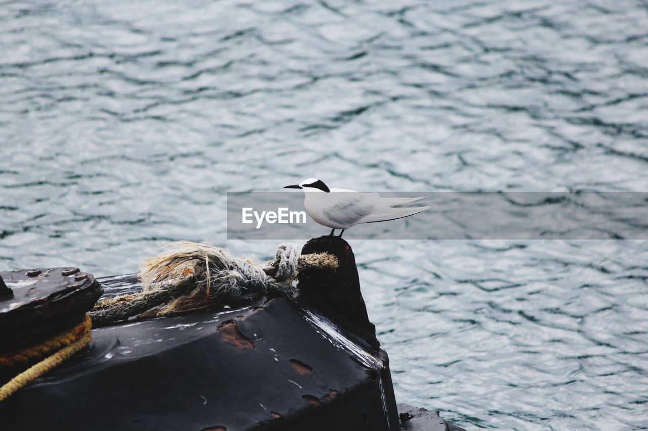 A bird sitting on the wooden stand 