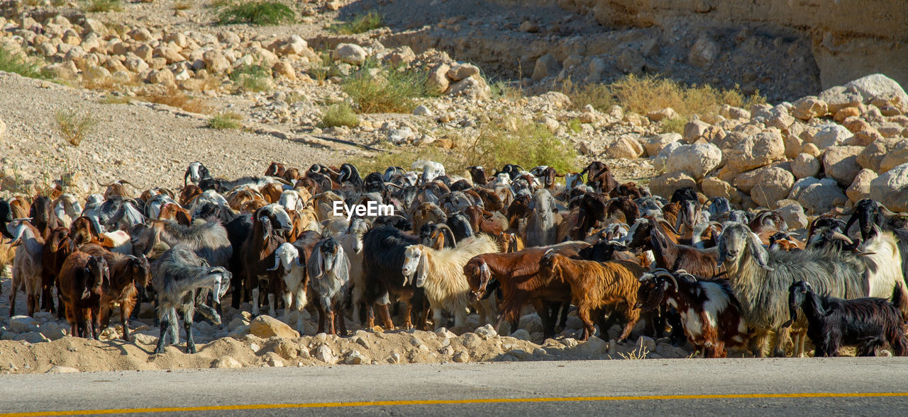 Shepherd with many goats in jordan crossing the road near the dead sea