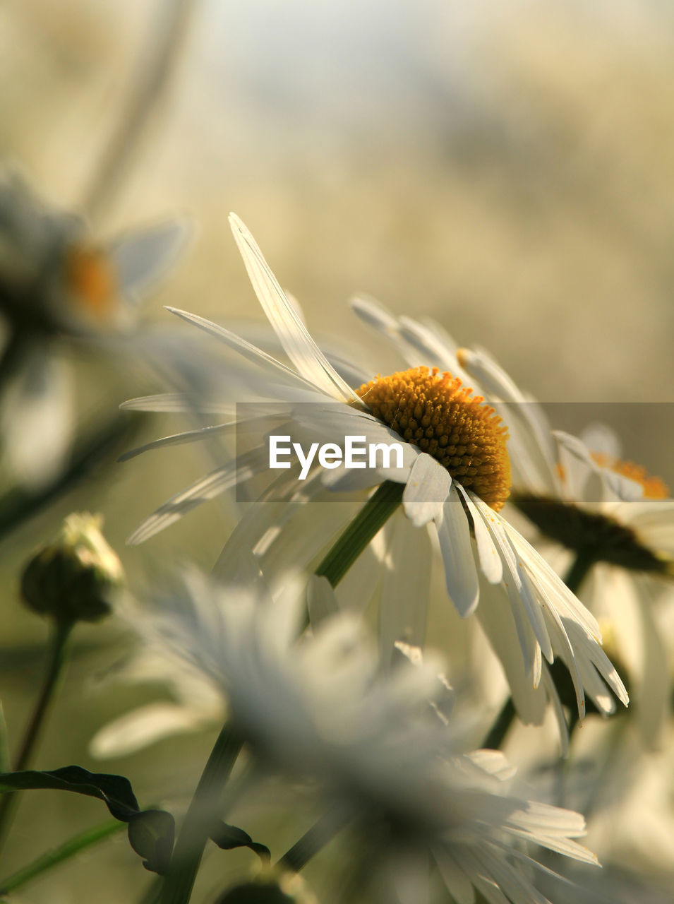 plant, flower, flowering plant, beauty in nature, freshness, nature, close-up, growth, macro photography, selective focus, fragility, yellow, no people, flower head, outdoors, petal, summer, defocused, botany, blossom, springtime, environment, wildflower, landscape, focus on foreground, inflorescence, macro, food, sunlight, green, tranquility, rural scene, meadow, plant stem, plant part, land, day, white, plain, sky, leaf, agriculture, grass