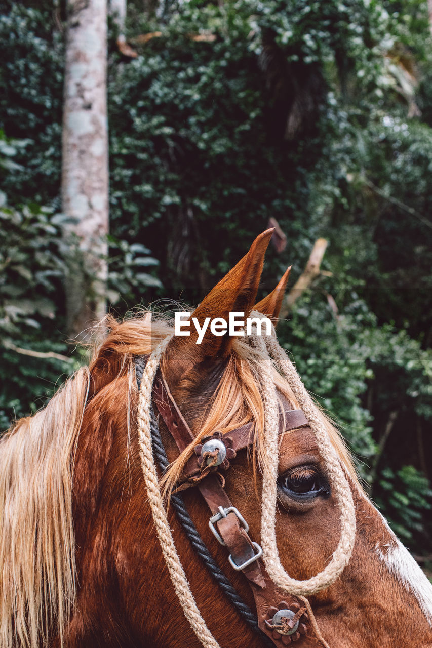 Close-up of horse in ranch