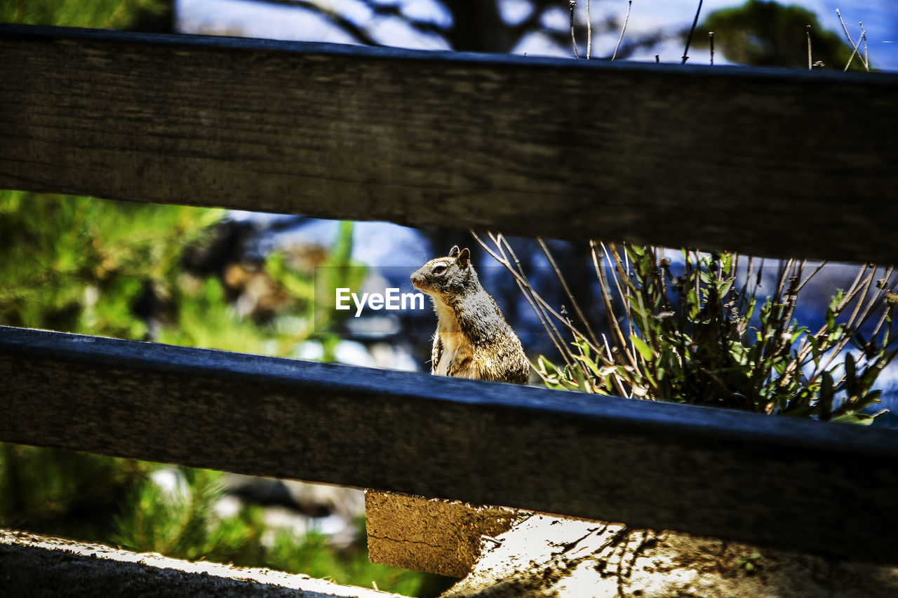 Chipmunk seen through railing